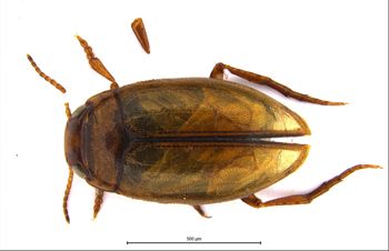 Media type: image;   Entomology 711248 Aspect: habitus dorsal view